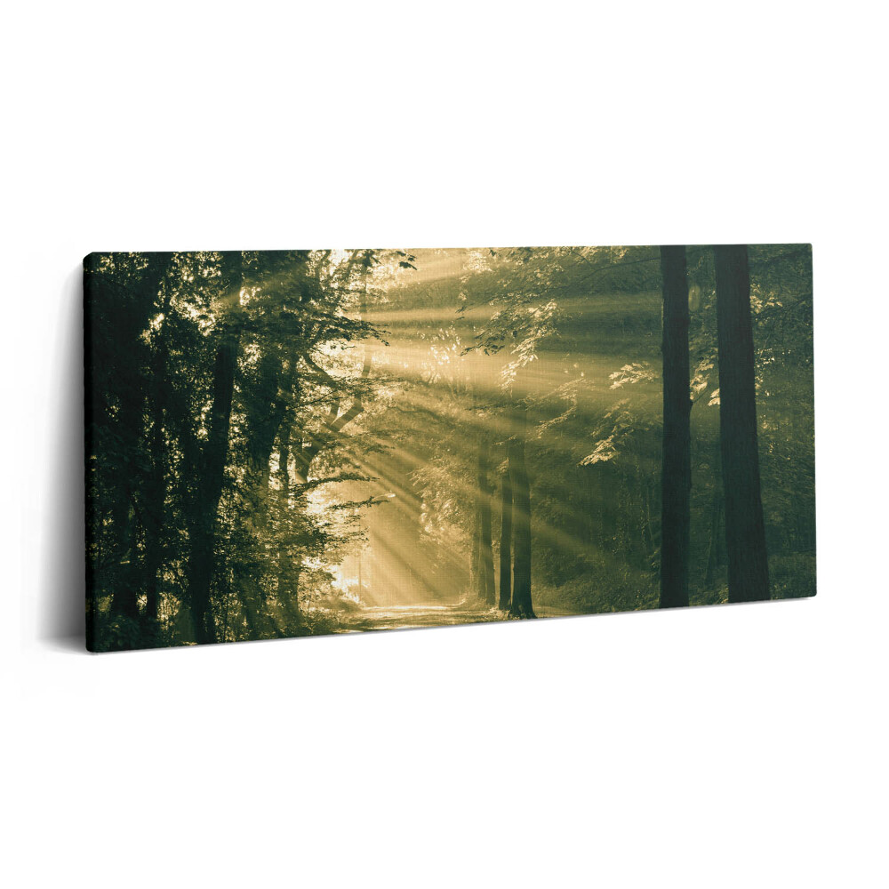 Vászonfotó 100x50 Napsütés az erdőben