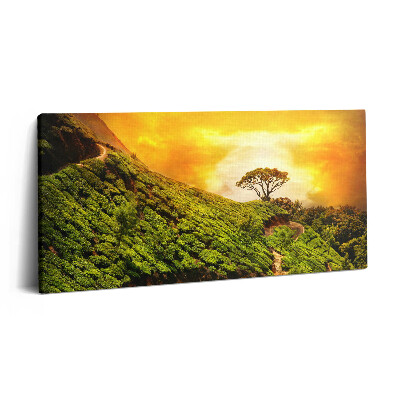 Vászonfotó 100x50 Tea domb