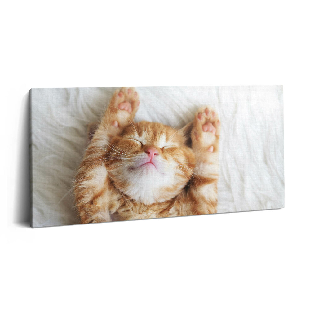 Vászonfotó 100x50 Alvó cica