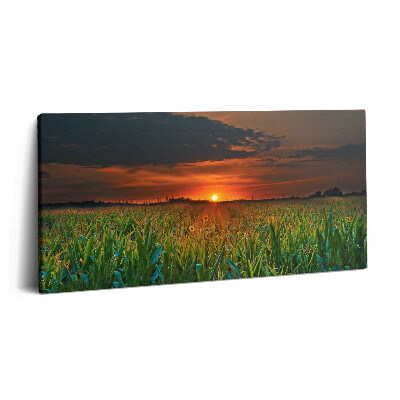 Vászonfotó 100x50 Napraforgó a réten