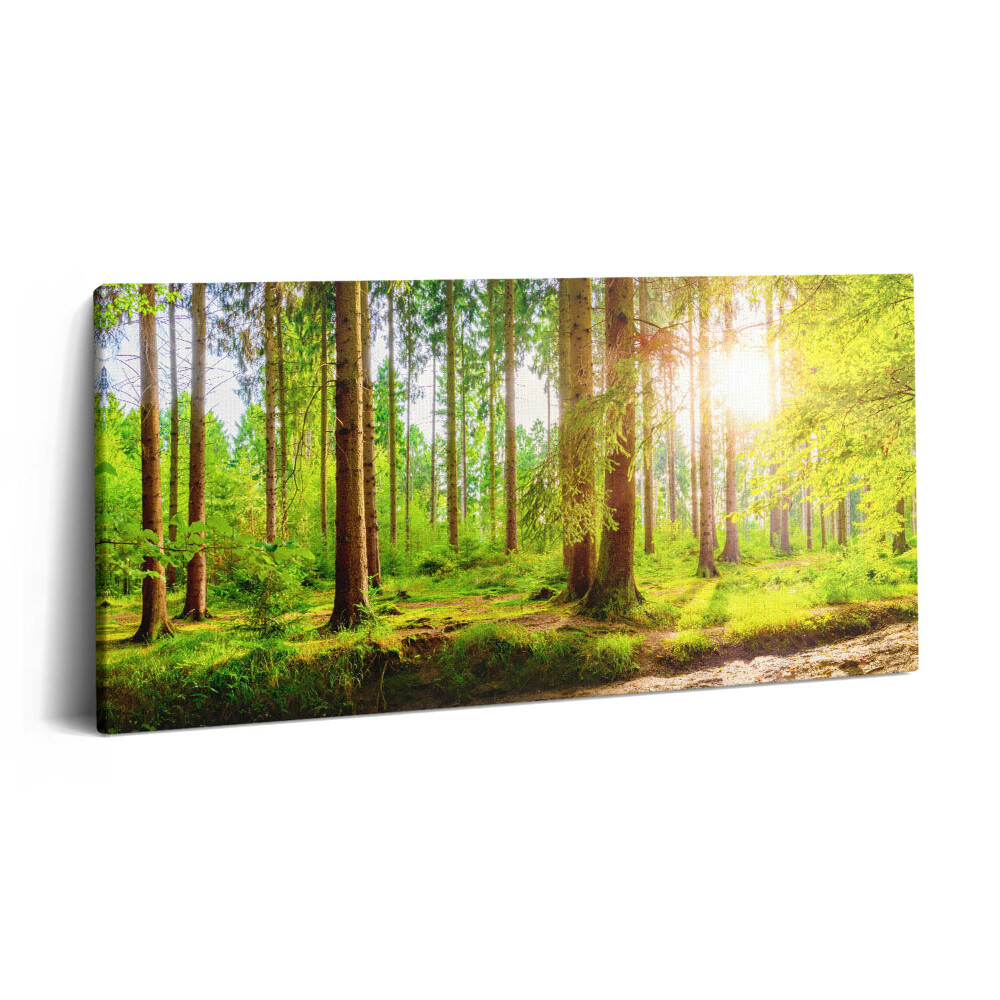 Vászonkép nyomtatás 120x60 Erdő a napfényben