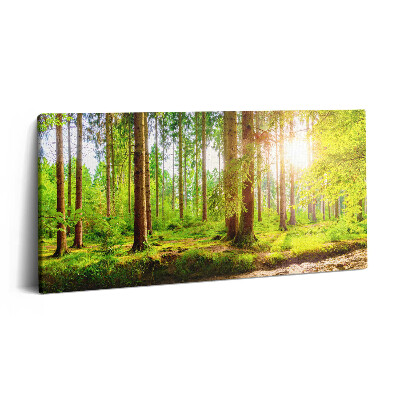 Vászonkép nyomtatás 120x60 Erdő a napfényben