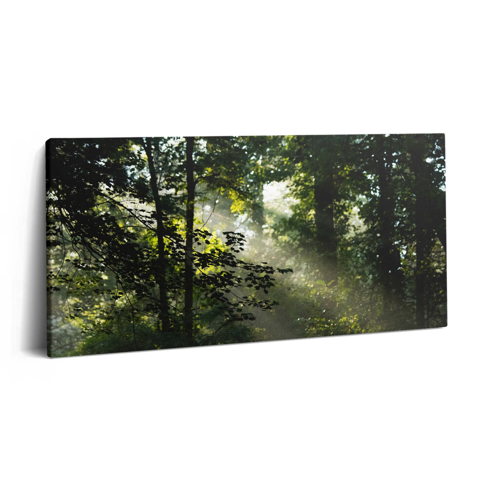 Vászonkép nyomtatás 120x60 Napsugarak és fák