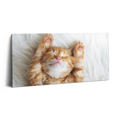 Vászonkép nyomtatás 120x60 Alvó cica