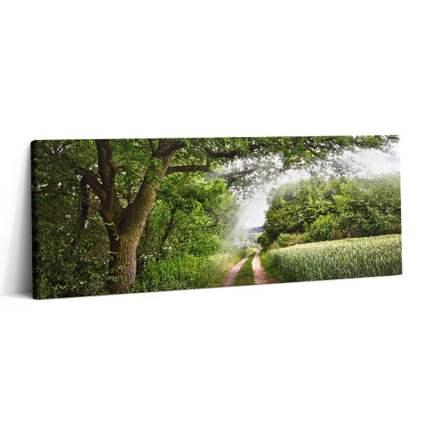 Canvas kép 125x50 Ösvényfák és napsütés