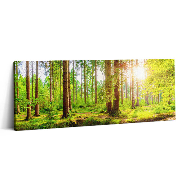 Canvas kép 125x50 Erdő a napfényben