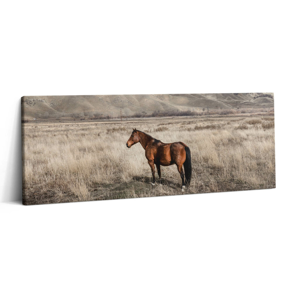 Canvas kép 125x50 Ménes a fű között