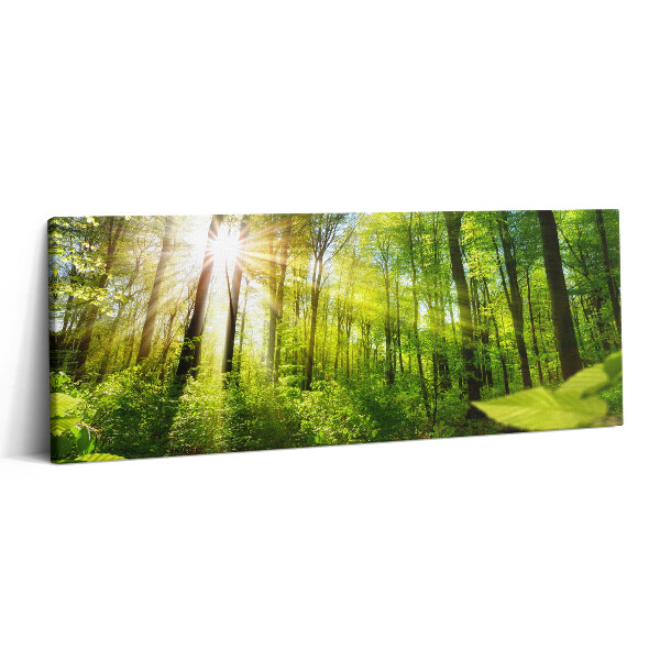 Canvas kép 125x50 Napsütés az erdőben