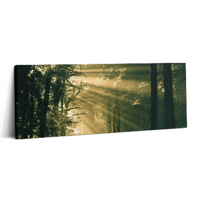 Canvas kép 125x50 Napsütés az erdőben
