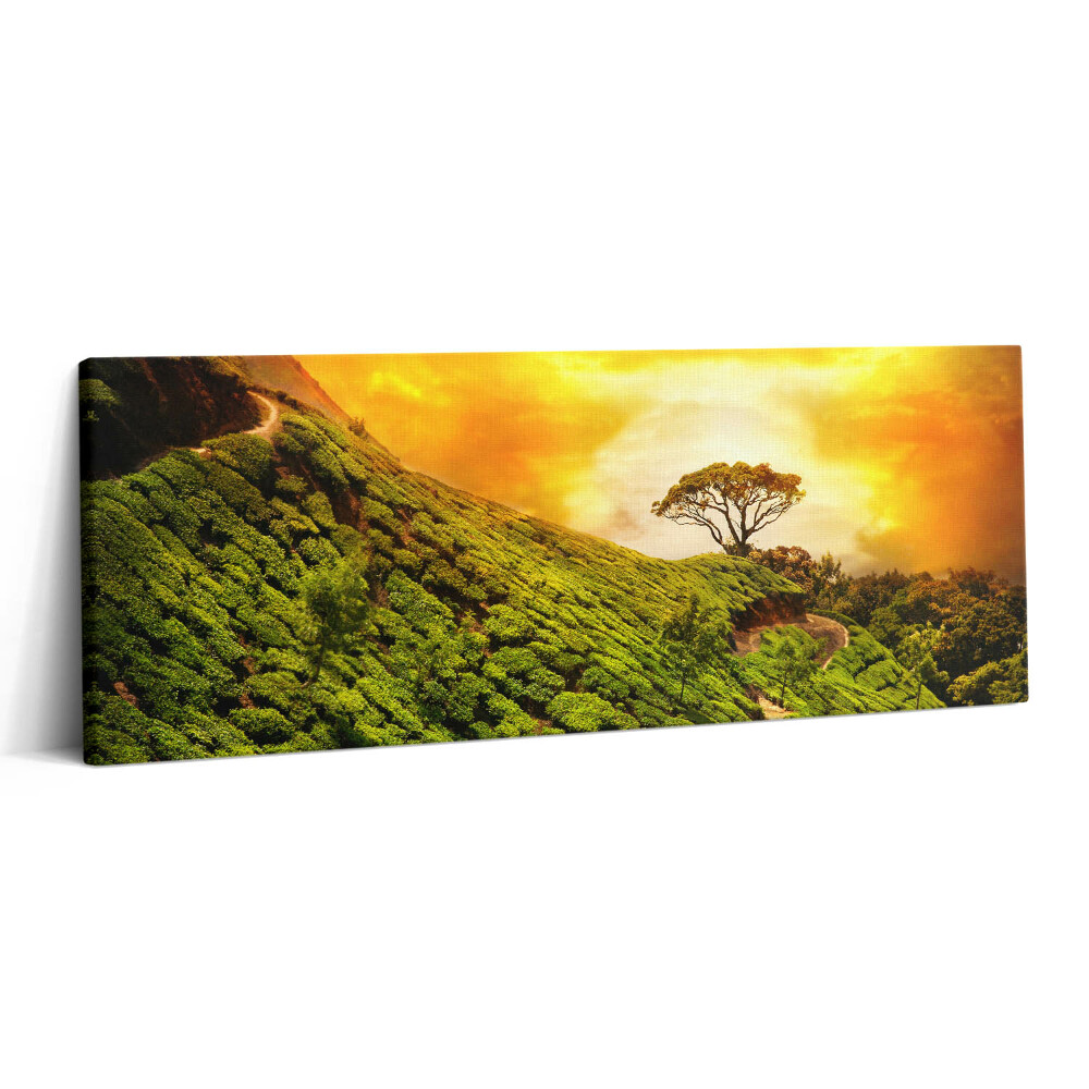 Canvas kép 125x50 Tea domb