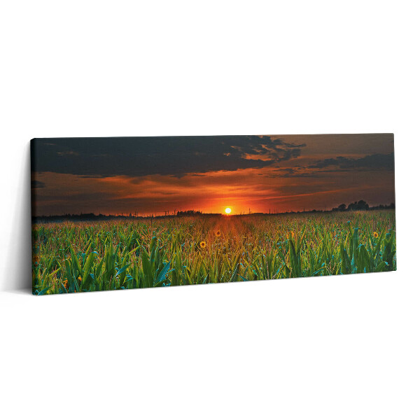 Canvas kép 125x50 Napraforgó a réten