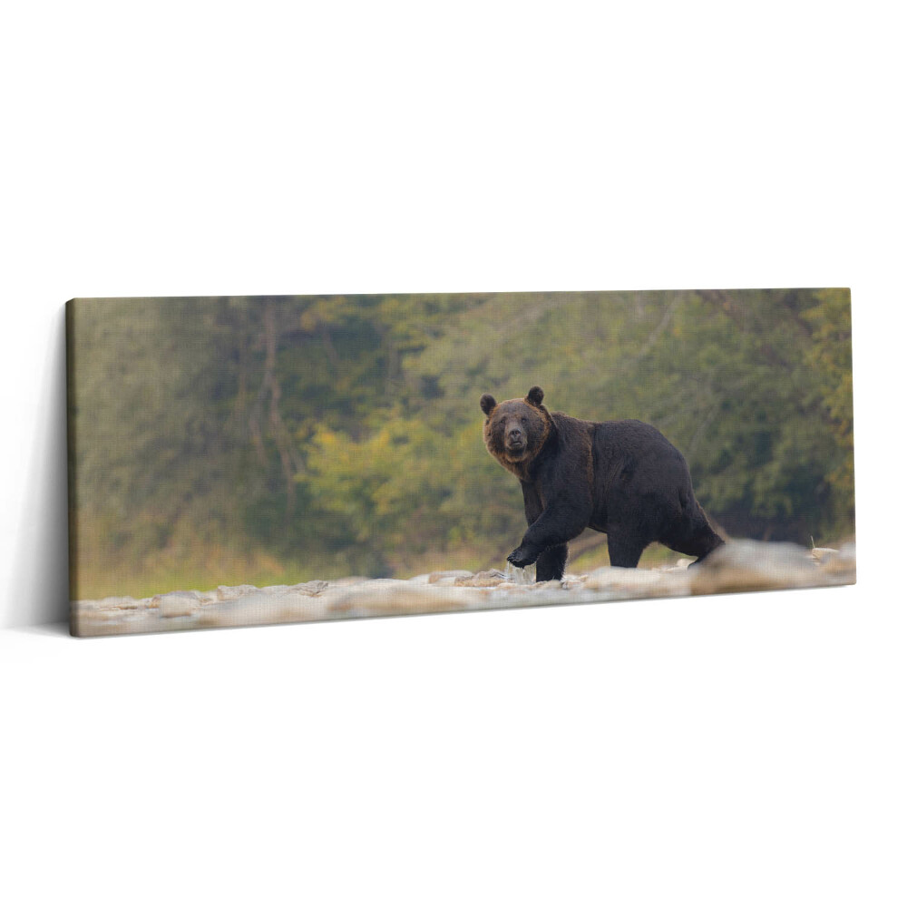 Canvas kép 125x50 Medve a Bieszczady-hegységben