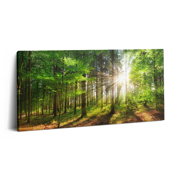Vászonkép 140x70 Erdő és napfelkelte