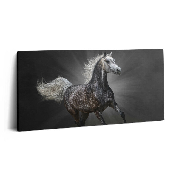 Vászonkép 140x70 Galoppáló ló