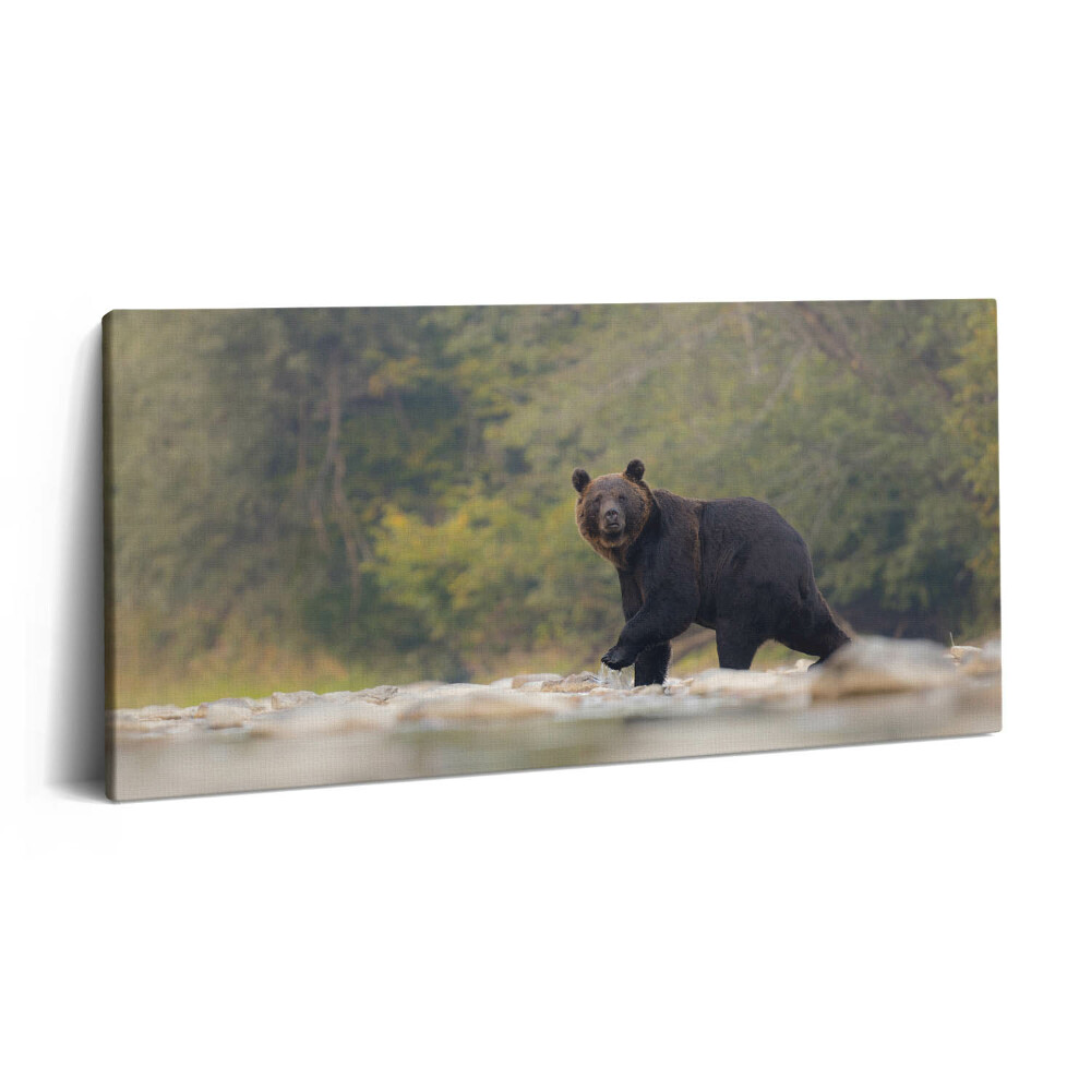 Vászonkép 140x70 Medve a Bieszczady-hegységben