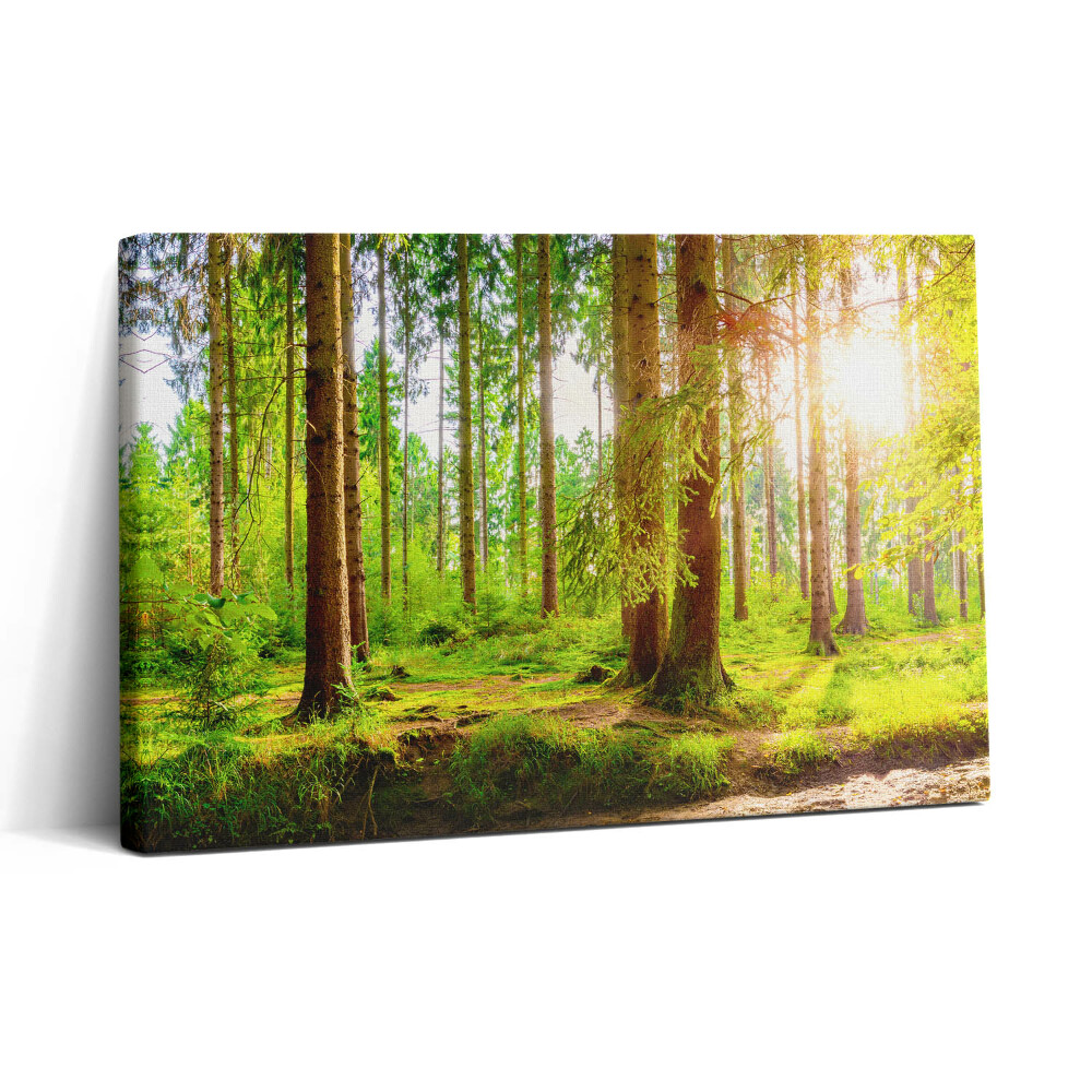Vászonkép nyomtatás 30x20 Erdő a napfényben