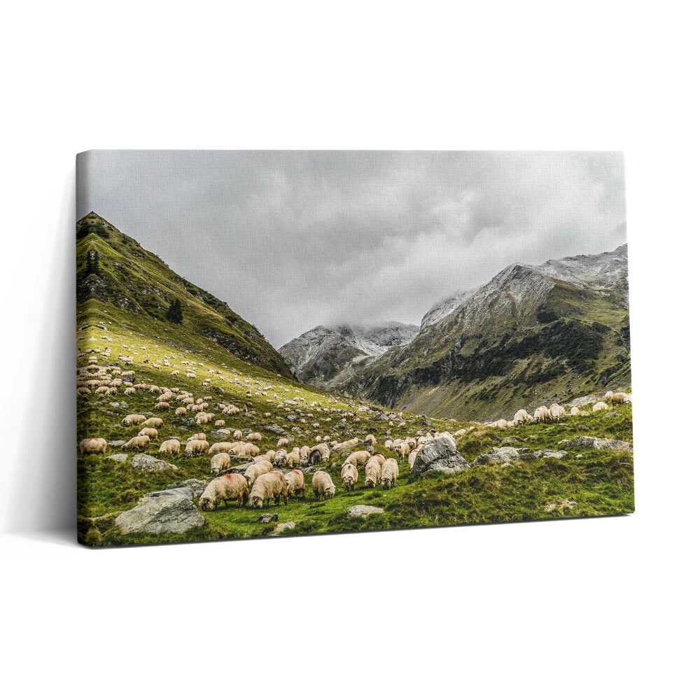 Vászonkép nyomtatás 30x20 Birkák a hegyi réten