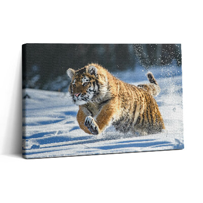 Vászonkép nyomtatás 30x20 Bolyhos tigris a hóban