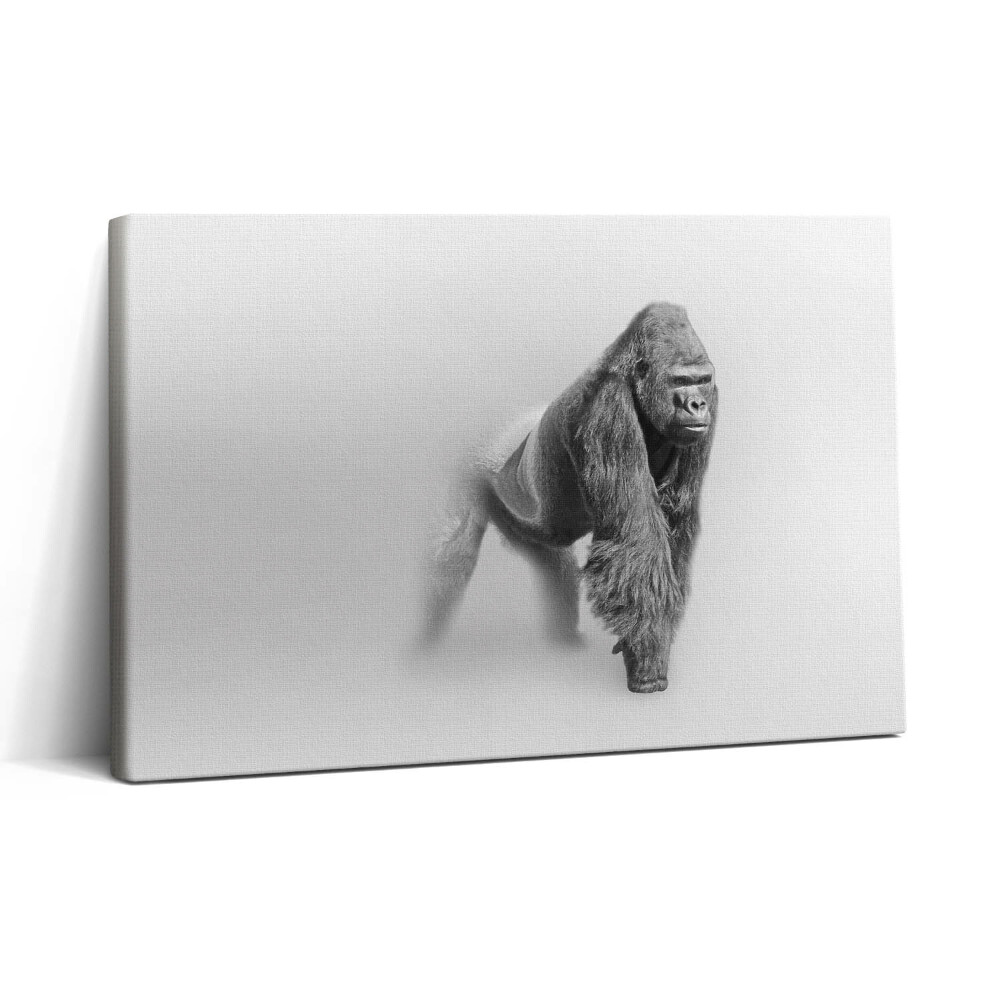 Vászonkép nyomtatás 30x20 Vadon élő állatok gyűjteménye