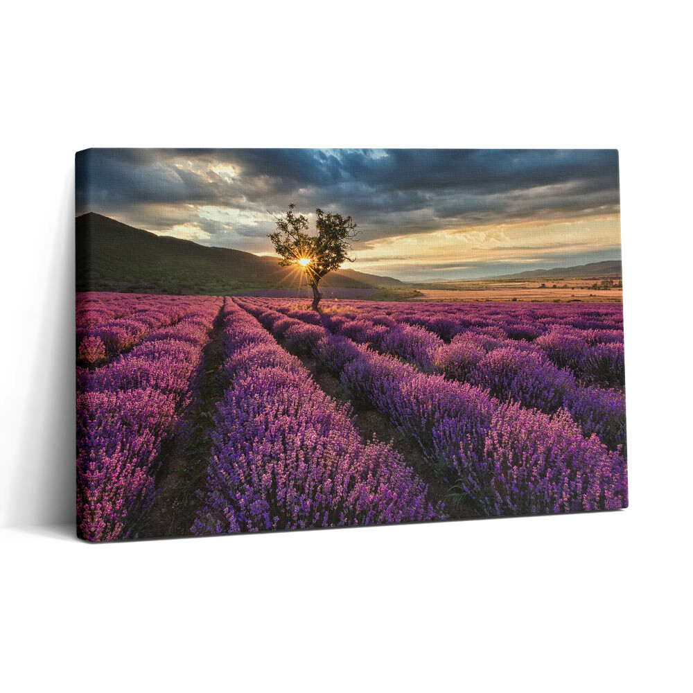 Vászonkép nyomtatás 30x20 Levendulamezős tájkép