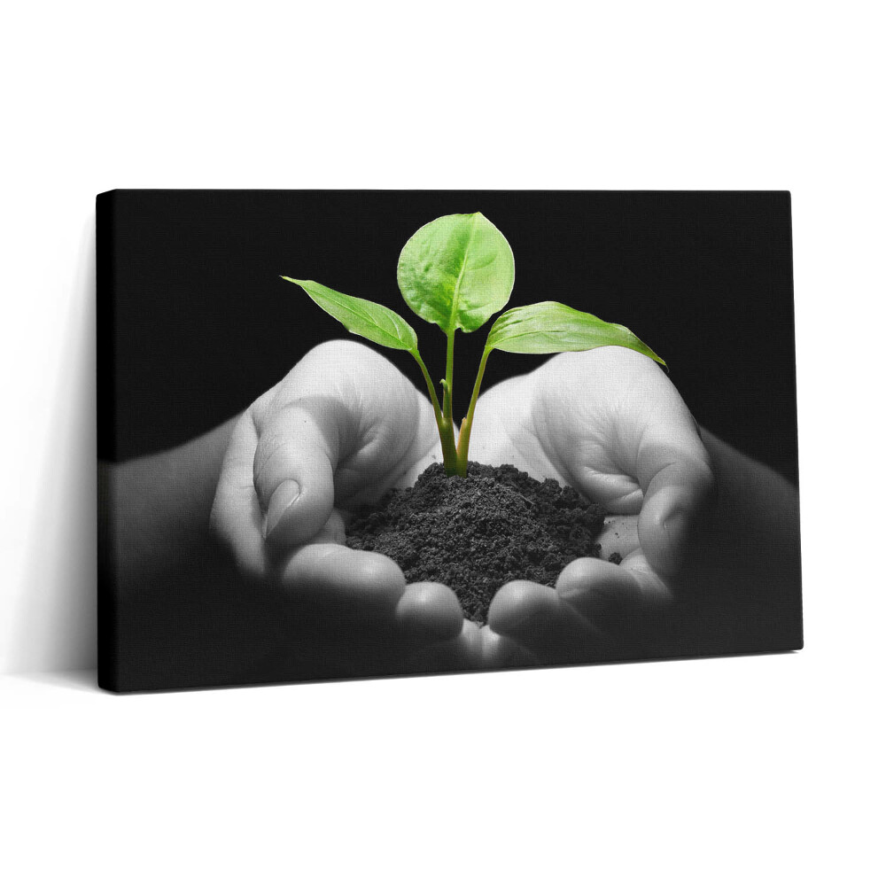 Vászonkép nyomtatás 30x20 Növény a kezében
