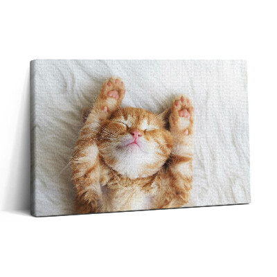 Vászonkép nyomtatás 30x20 Alvó cica