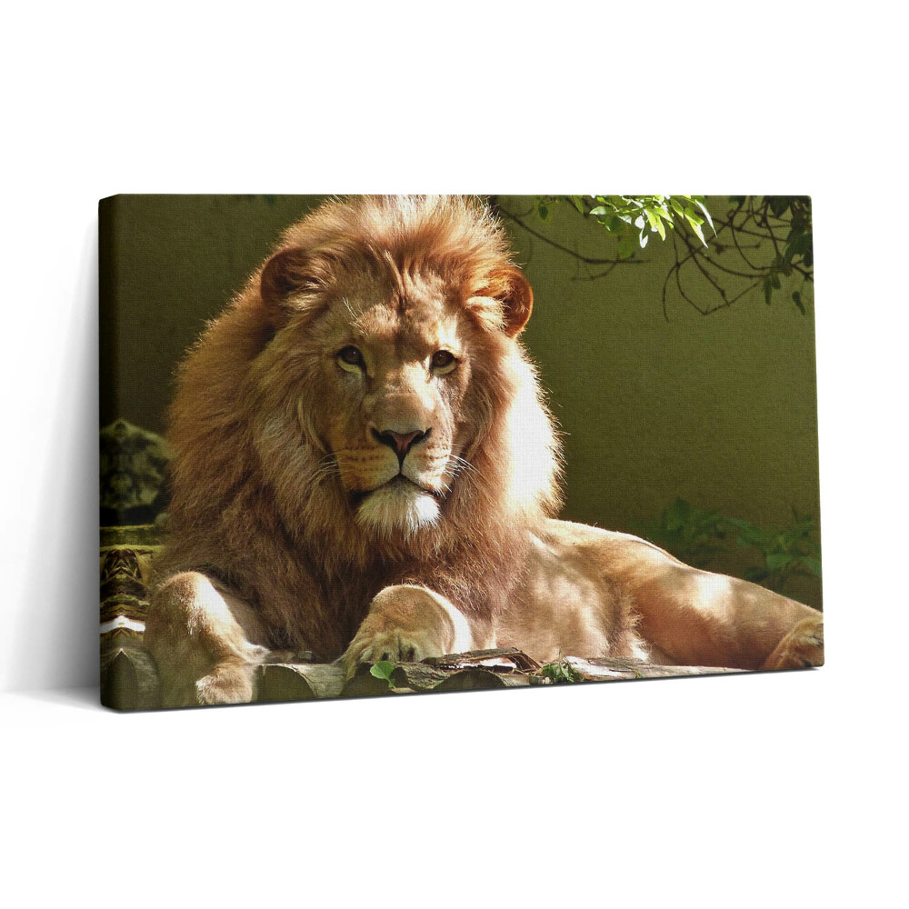 Vászonkép nyomtatás 30x20 Egy vad oroszlán portréja