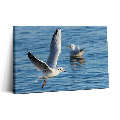 Vászonkép nyomtatás 30x20 Sirályok Gdyniában