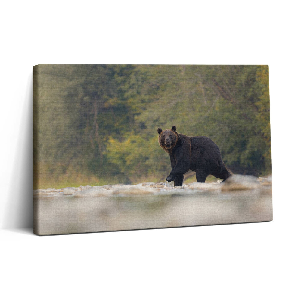 Vászonkép nyomtatás 30x20 Medve a Bieszczady-hegységben