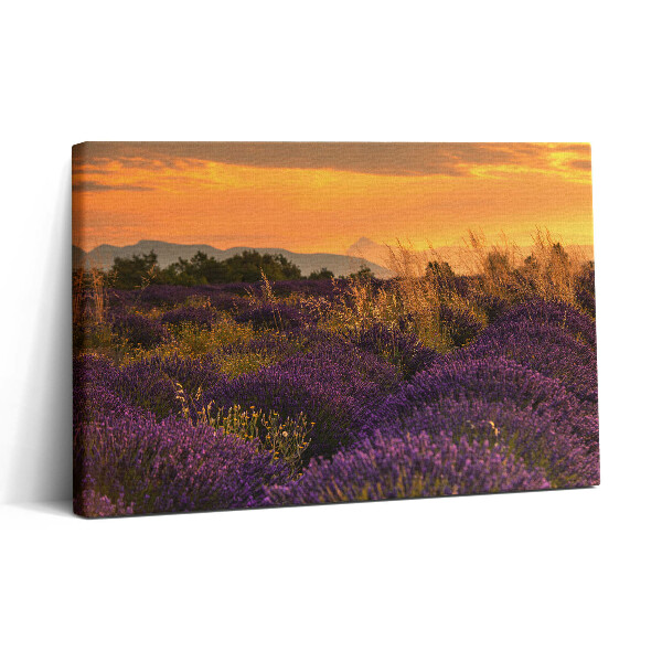Vászonkép nyomtatás 30x20 Levendula rét Provence Franciaország