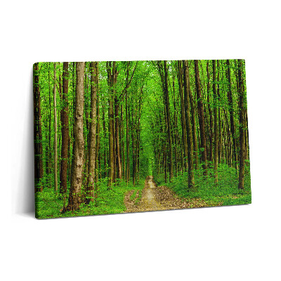 Canvas kép 60x40 Erdei ösvény a fák között