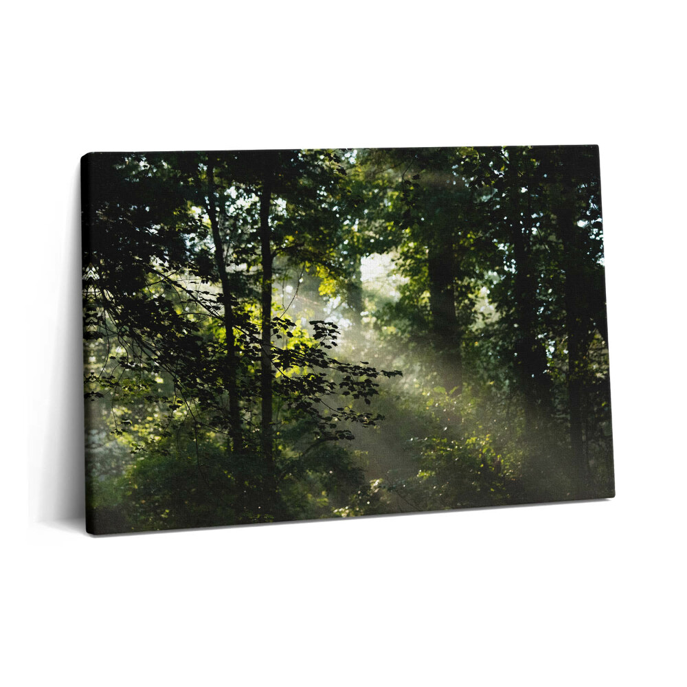 Canvas kép 60x40 Napsugarak és fák
