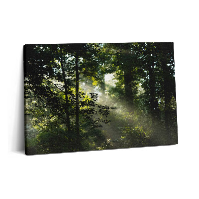 Canvas kép 60x40 Napsugarak és fák