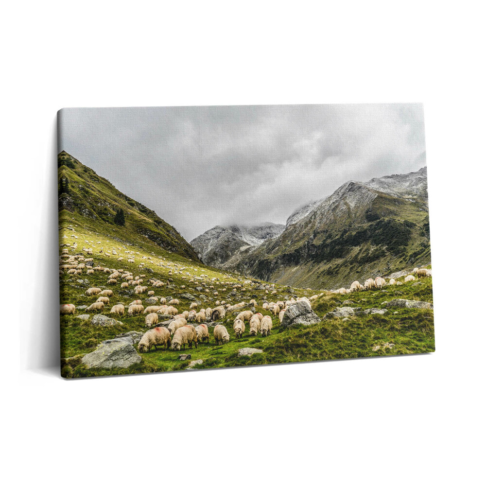 Canvas kép 60x40 Birkák a hegyi réten