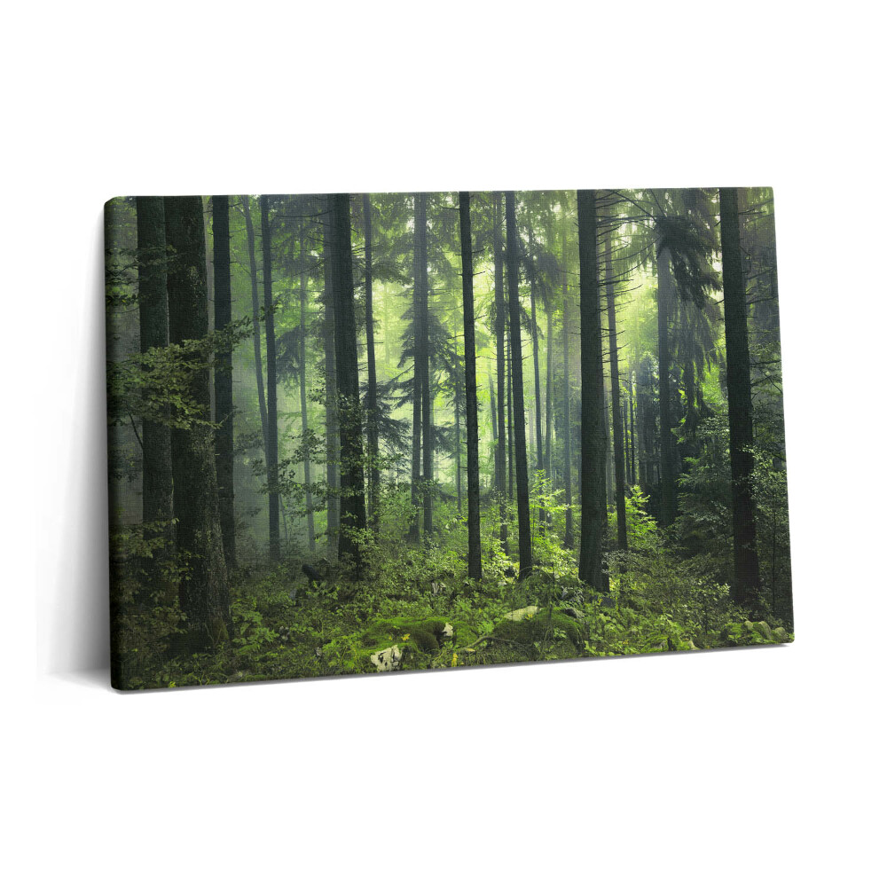 Canvas kép 60x40 Fákból és erdei növényzetből álló tájkép