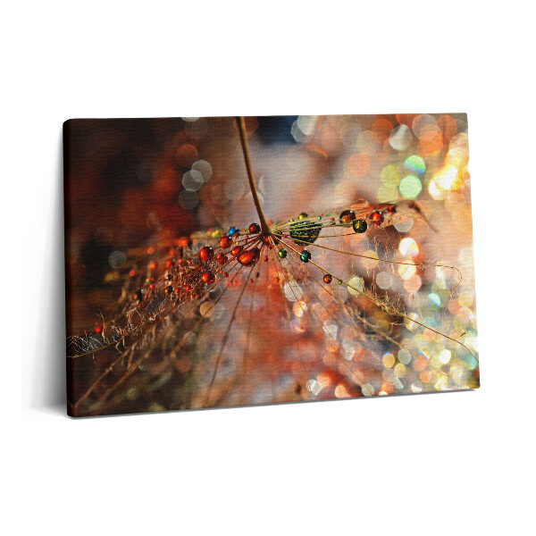 Canvas kép 60x40 Pitypang és harmat