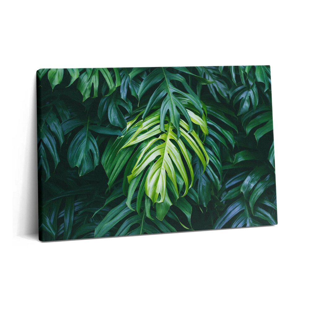 Canvas kép 60x40 Trópusi természet - monstera levelek