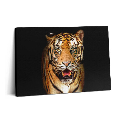 Canvas kép 60x40 Kifejező vad tigris macska