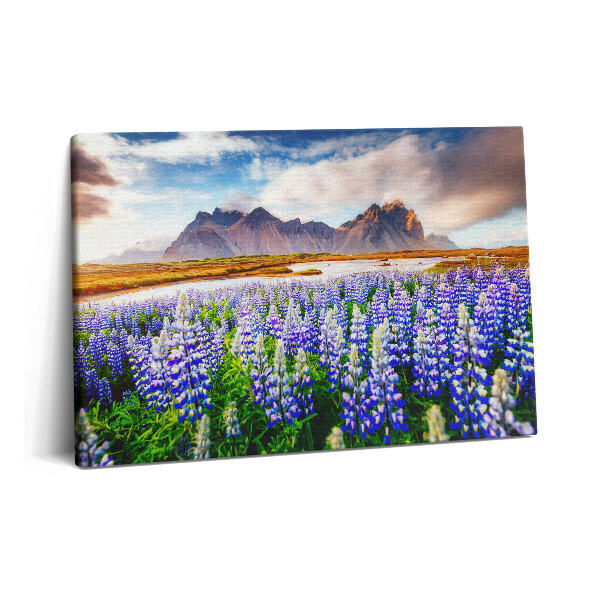 Canvas kép 60x40 Varázslatos csillagfürt virágok