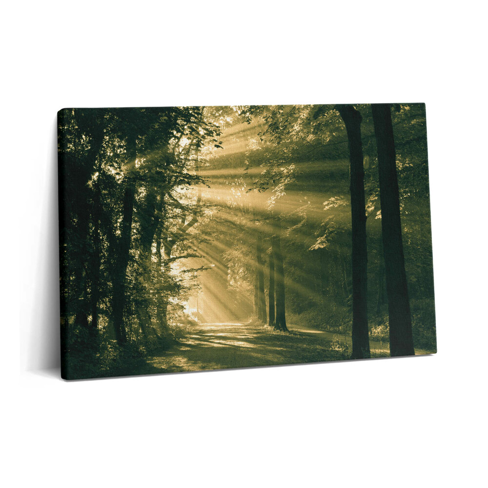 Canvas kép 60x40 Napsütés az erdőben