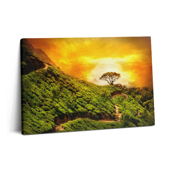 Canvas kép 60x40 Tea domb