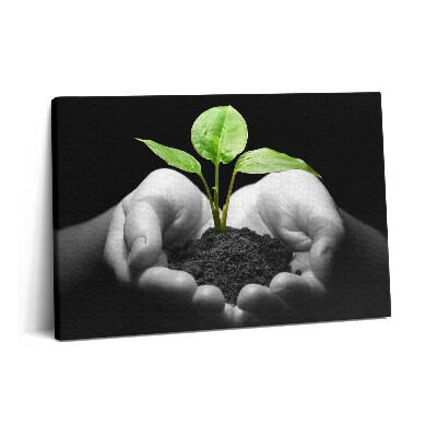 Canvas kép 60x40 Növény a kezében