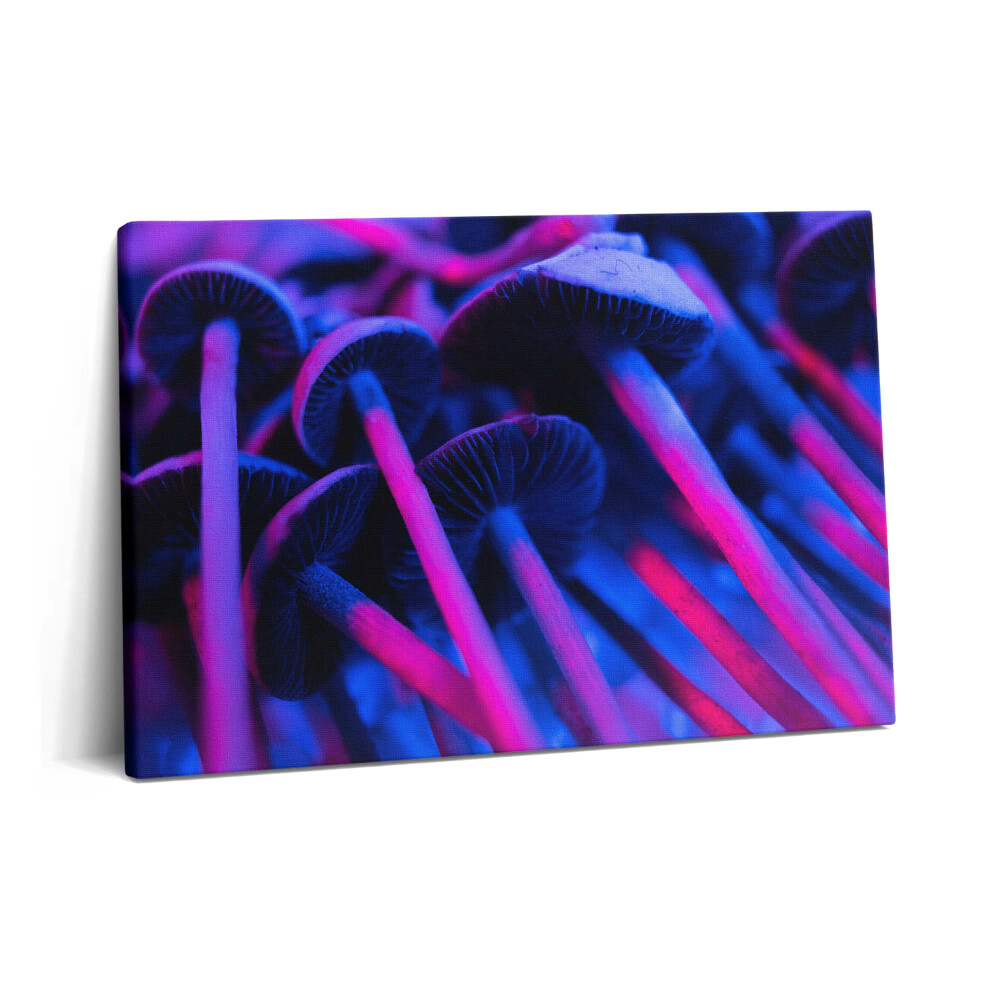 Canvas kép 60x40 Színes varázsgomba