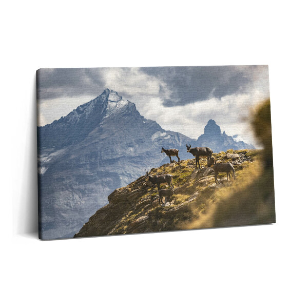 Canvas kép 60x40 Kecskék és az olaszországi Aosta-völgy