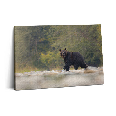 Canvas kép 60x40 Medve a Bieszczady-hegységben