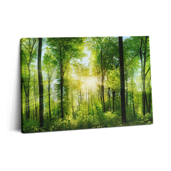 Canvas kép 60x40 Erdei fák természete