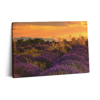 Canvas kép 60x40 Levendula rét Provence Franciaország