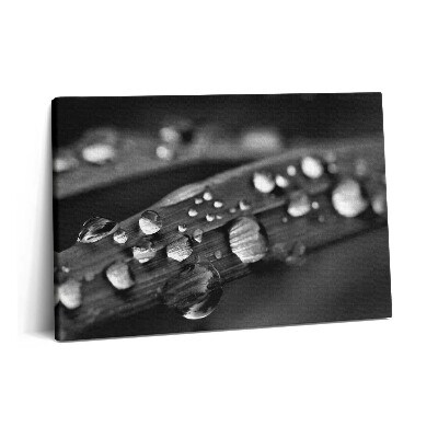 Canvas kép 60x40 Rózsalevél Fekete-fehér