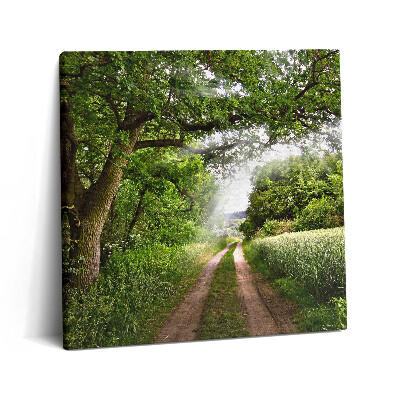 Vászonkép 60x60 Ösvényfák és napsütés