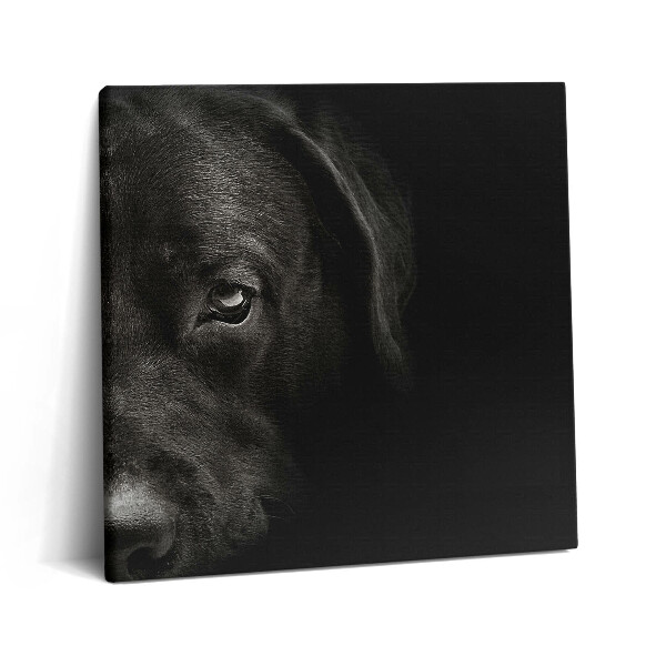 Vászonkép 60x60 Labrador kutya